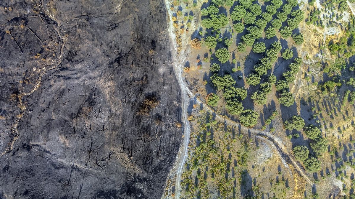 Europa bez swoich pochłaniaczy CO2? Lasy tracą siły