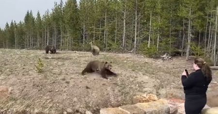 Chciała zrobić zdjęcie niedźwiedziom grizzly. O mały włos nie zginęła
