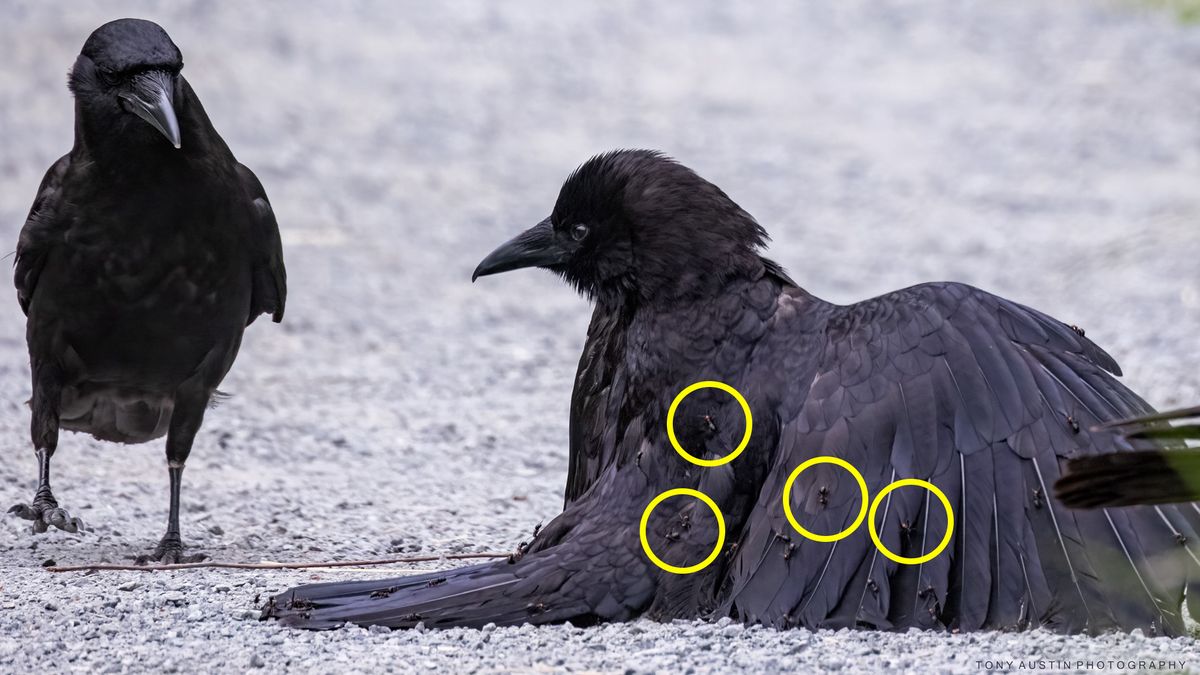 Kruk biorący kąpiel mrówkową. Taki widok zdarza się ekstremalnie rzadko 1