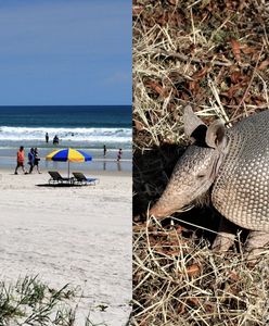 Przerażenie na Florydzie. Coraz więcej przypadków zachorowań
