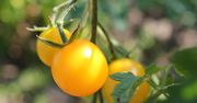 Dlaczego niektóre pomidory są żółte? Naukowcy odkryli zmianę w genie