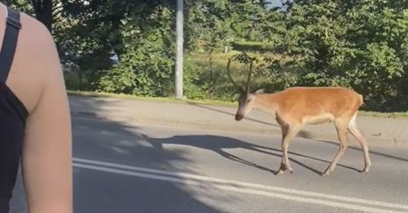 Próbują robić zdjęcia i są atakowani. Poważny problem w Zakopanem