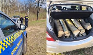 Kradł drewno w lesie. Wpadł na gorącym uczynku