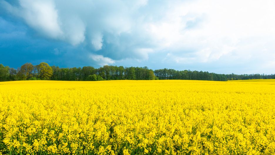 rzepak, pole rzepaku, pole rzepak, rzepak kwitnie, burza, burza na polu, chmury, oznaki burzy, granatowo, zielony, wiosna, pomorze, pomorskie, wakacje, urlop, uprawy rolne, las, uprawy, rolnictwo, polska, farma, kolory, kwiaty, kwiat, ekologia, zdrowe, olej rzepakowy, przyroda, krajobraz