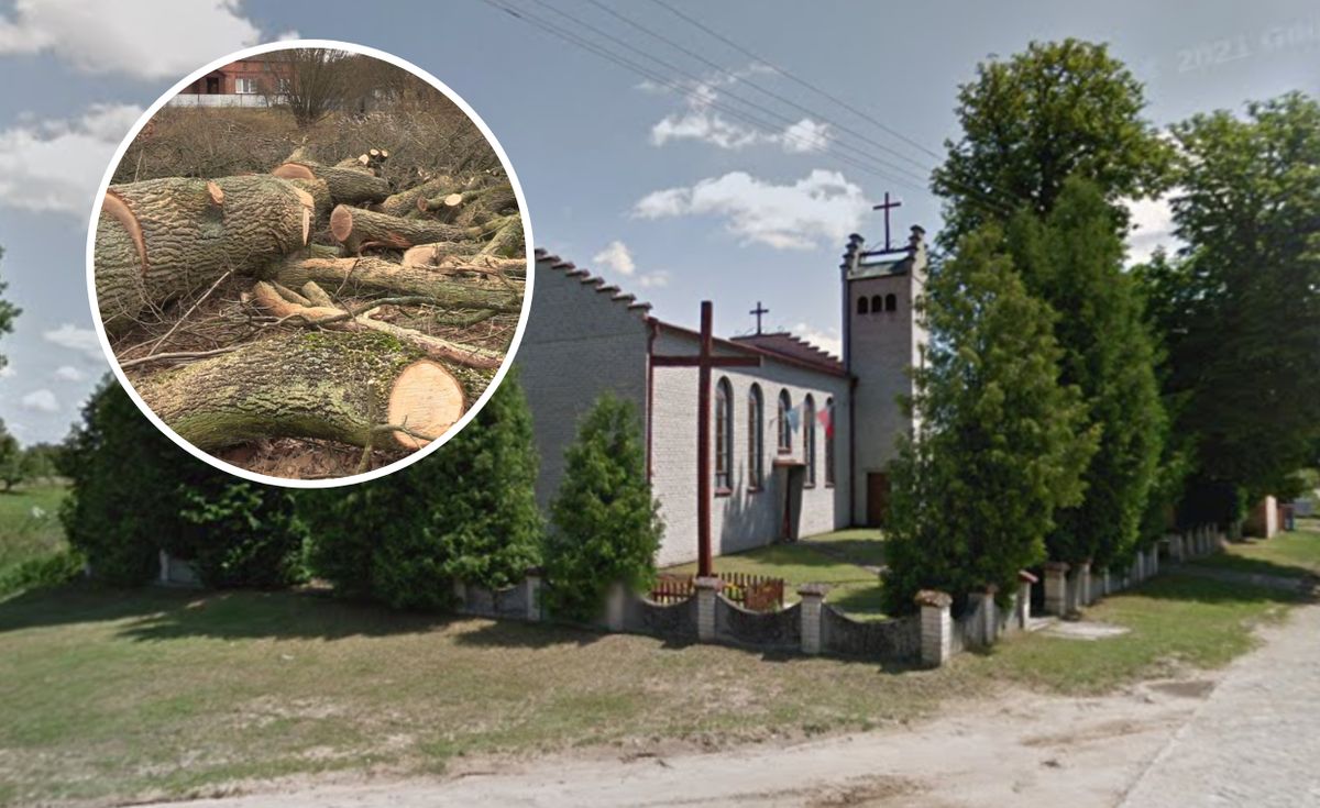 Proboszcz nie miał zgody na wycinkę drzew w Gieczynku