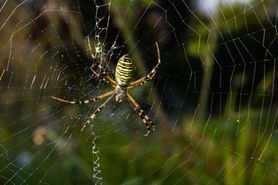 Jest ich w Polsce coraz więcej. Ukąszenie tego pająka może zakończyć się wizytą w szpitalu