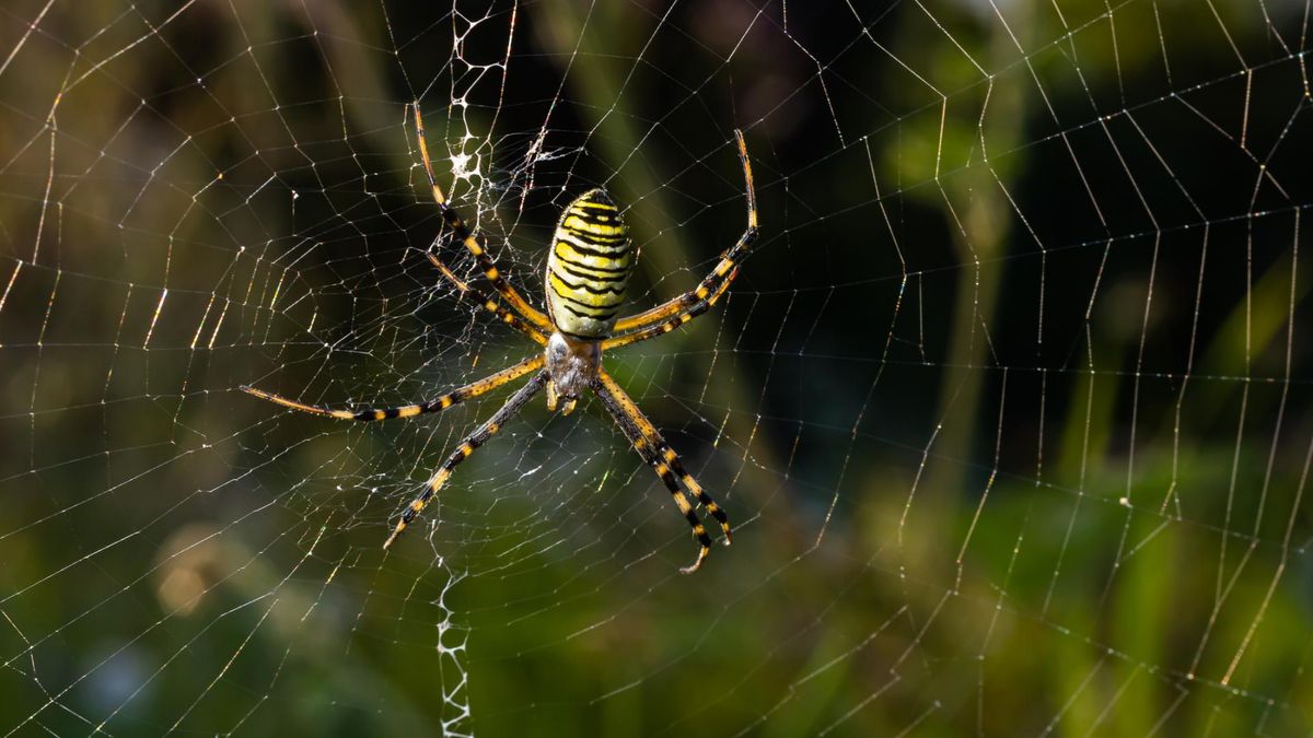 Uważaj na pająki w tych kolorach. Ich ugryzienia są wyjątkowo groźne