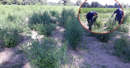 Sześciu policjantów przed sądem. Dalszy ciąg afery z marihuaną