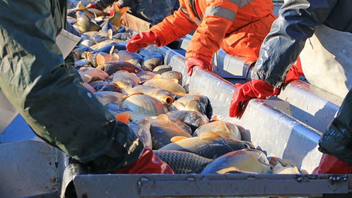 Karp na święta 2025. Hodowcy zapowiadają, że będzie drożej