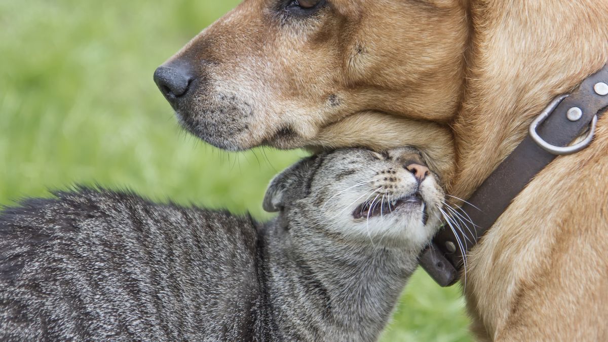 Krzyżówka o zwierzętach domowych