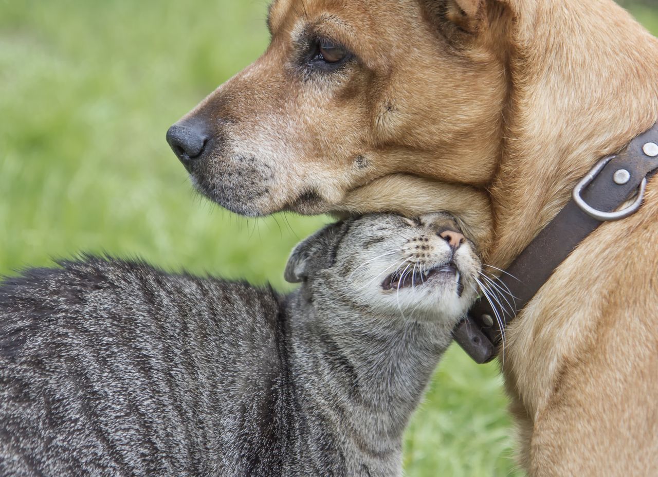 Krzyżówka o zwierzętach domowych. Jeśli jesteś miłośnikiem, musisz to wiedzieć