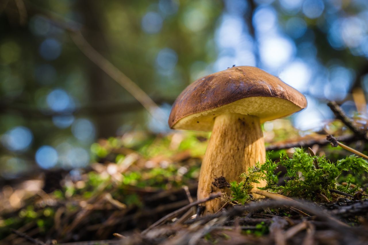 W tych miejscach znajdziesz najwięcej podgrzybków. Znają je najbardziej doświadczeni grzybiarze
