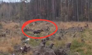 Wystarczyło kilka sekund. "Co za spotkanie". Leśnik chwycił za telefon