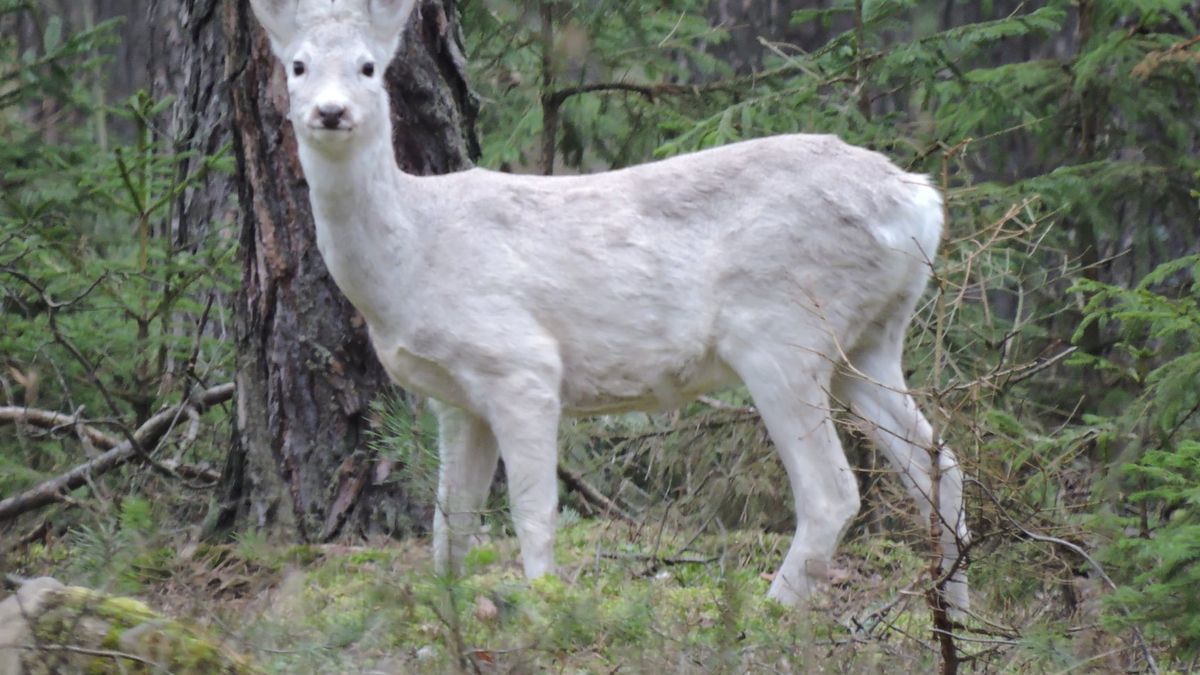 Od lat widywał to niezwykłe zwierzę. W końcu udało mu się zrobić zdjęcie 1
