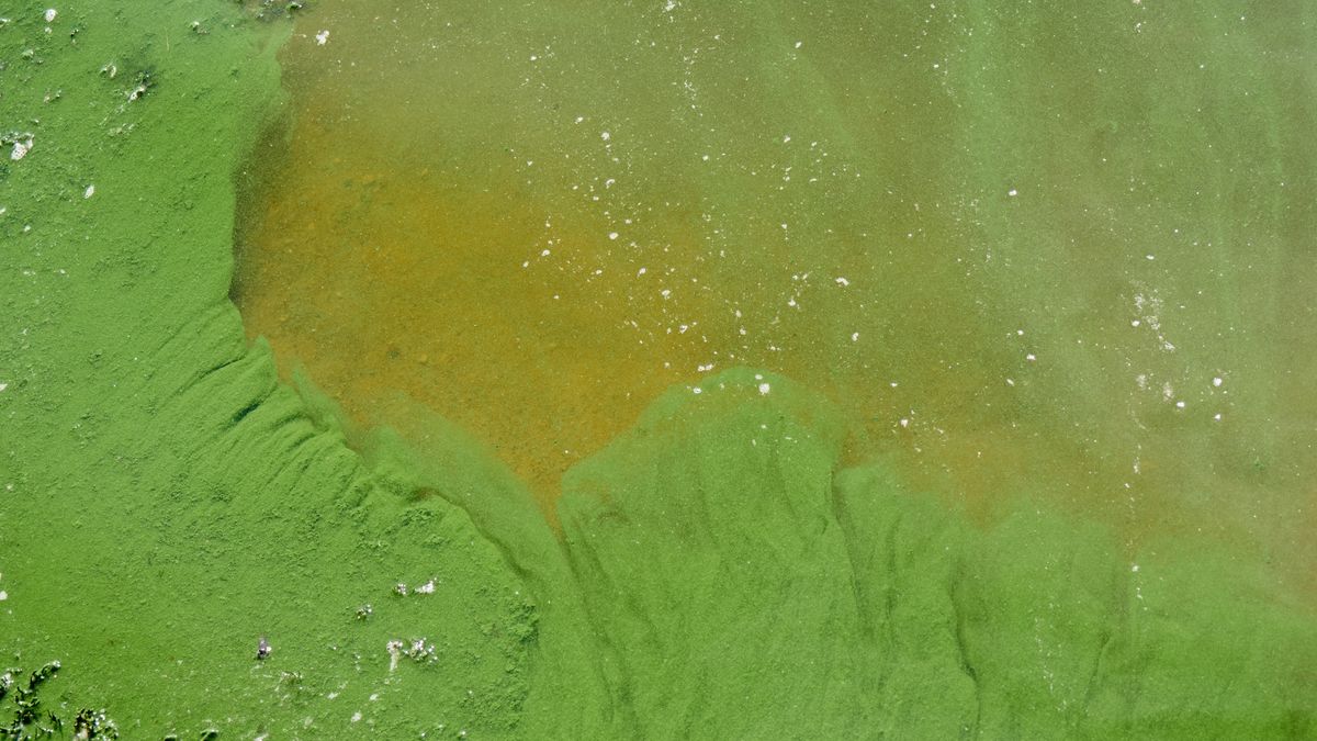 Sinice powodem zamknięcia dwóch kąpielisk