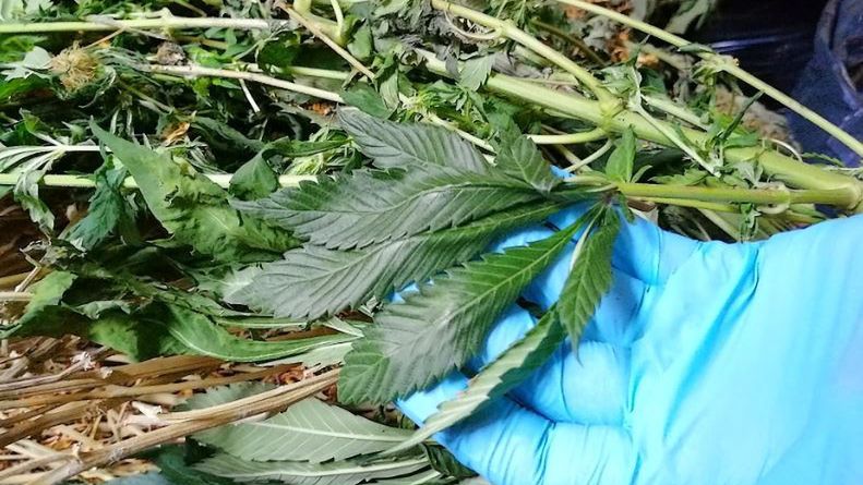 Otwock. Zlikwidowano plantację marihuany