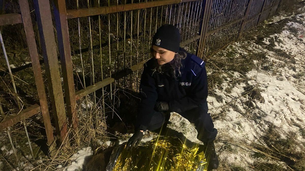Policjanci uratowali rannego bobra.