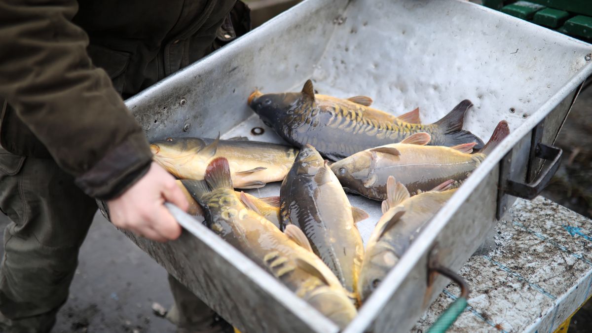 po��w karpia
Leszek Szyma�ski
Bo�� Narodzenie, Gospodarstwo Rybackie, hodowla, karp, staw rybny, tradycja, tradycje, tradycyjna, od�awiane, ryba, rybne, stawy hodowlane, karpie