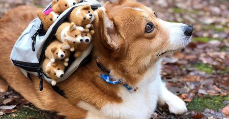 Ulubiony Corgi internetu na przeuroczych zdjęciach