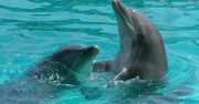 Nowa japońska metoda zabijania delfinów jest niehumanitarna