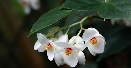 Begonia doniczkowa. Piękna roślina w doniczce
