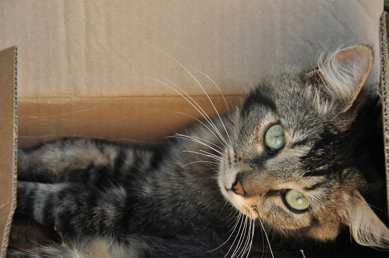Kot w kartonowym pudełku