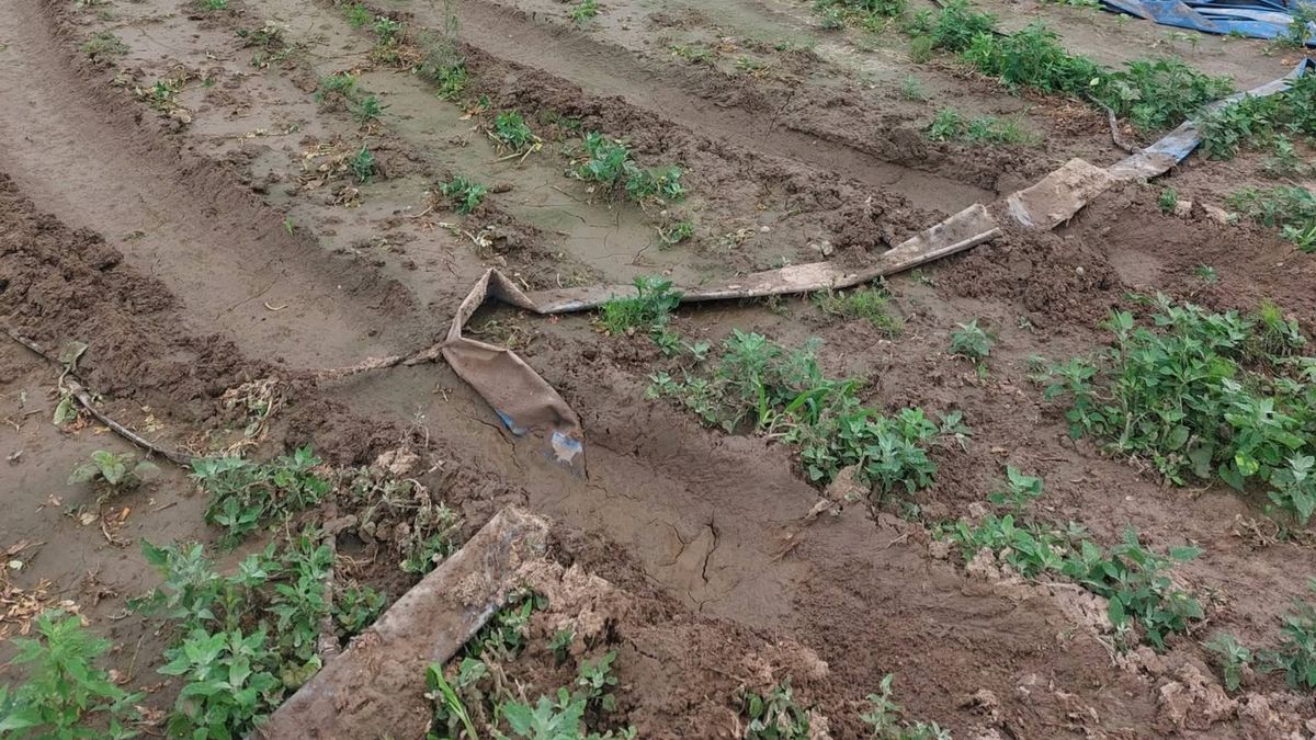 Zniszczenia na polu pani Doroty.