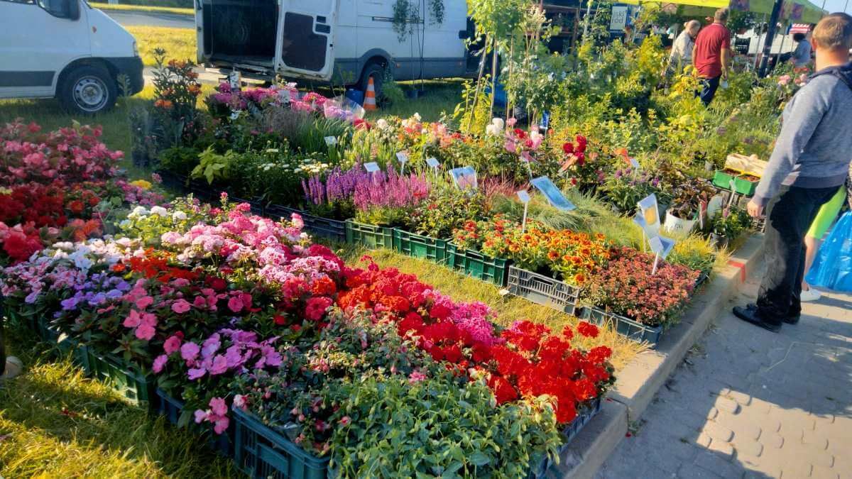 Handel kwiatami w Lublinie na Targu Pod Zamkiem