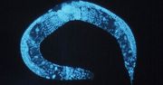 Substancja dodawana do tworzyw sztucznych może uszkadzać DNA