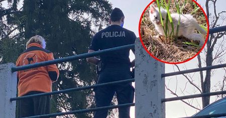 1000 zł za wskazanie sprawcy. 4 małe kotki wrzucone do rzeki