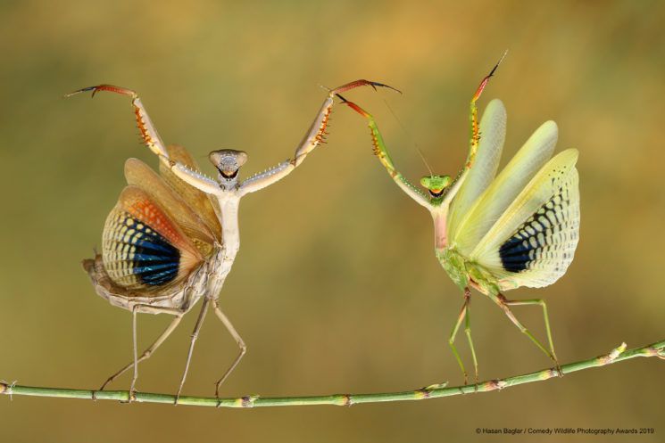 Najśmieszniejsze zwierzęta w konkursie Comedy Wildlife Photography Awards 2019 10