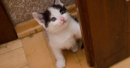Jak długo kot może zostać sam w domu? Mało kto zdaje sobie sprawę