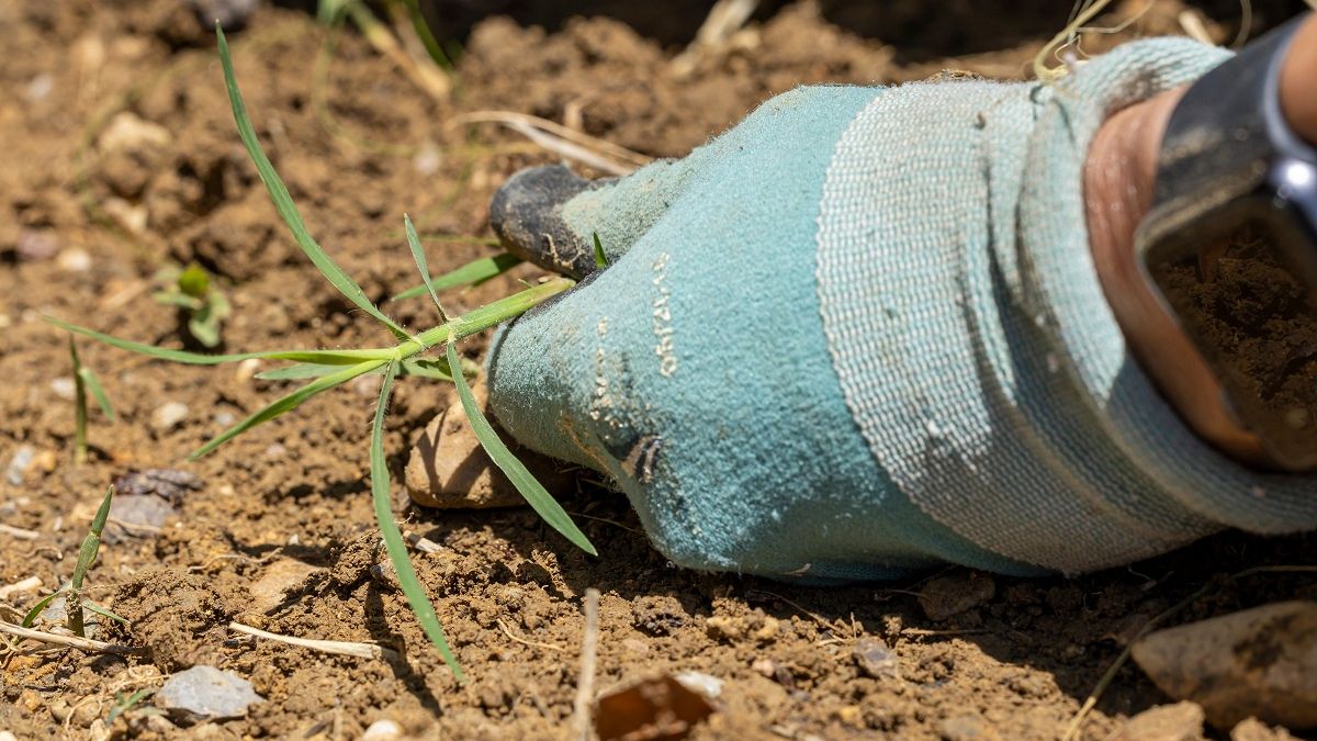 Działkowcy go tępią, a to prawdziwy skarb