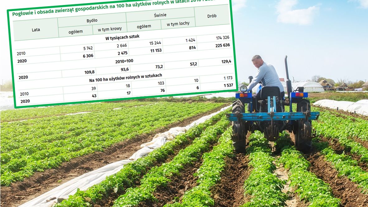 GUS podsumował wstępne wyniki powszechnego spisu rolnego 2020