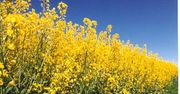 Ceny rzepaku