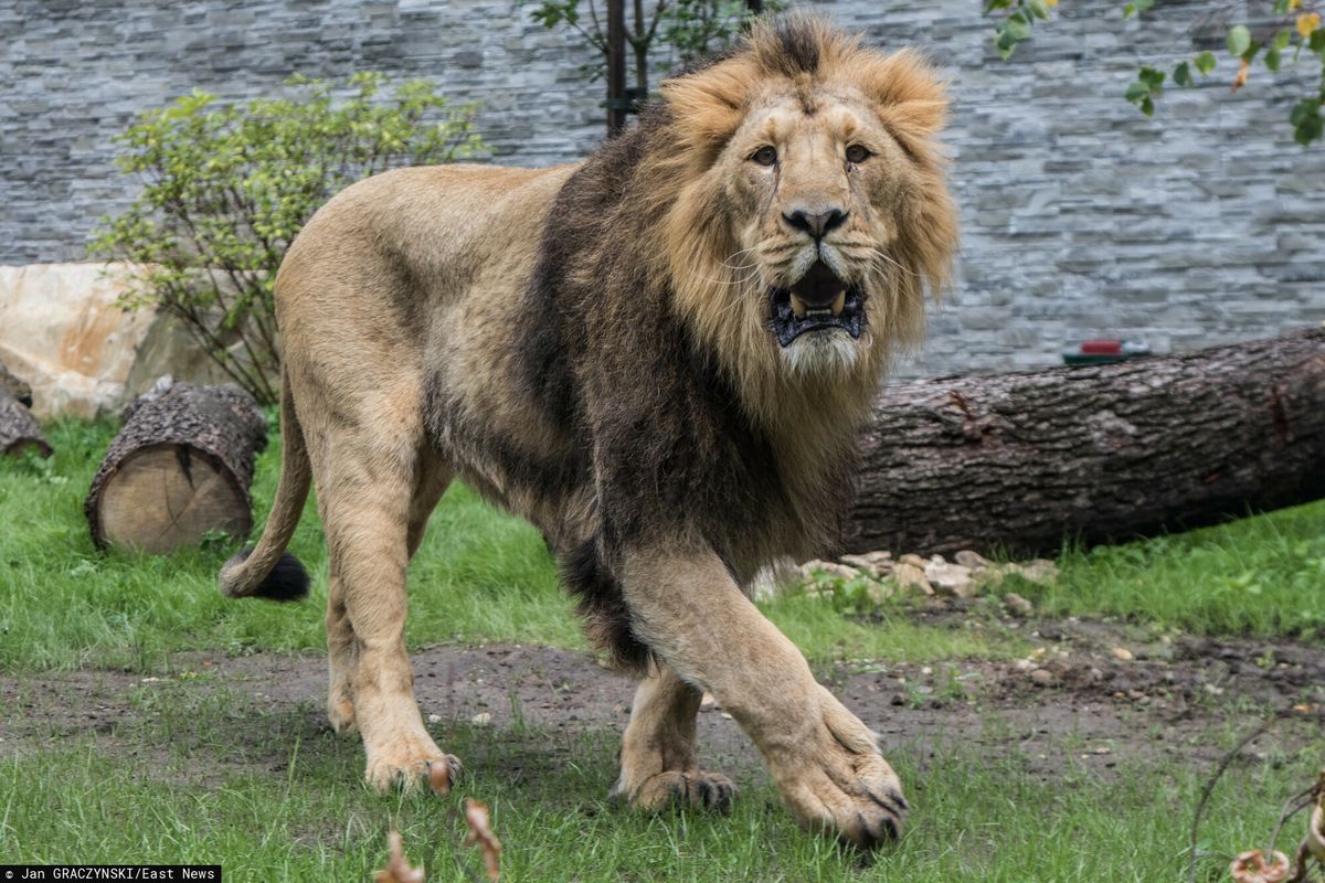 Lwica zabiła pracownika irańskiego zoo i uciekła razem z innym lwem 
