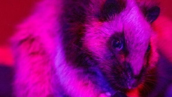 Wielkomysz filipińska już spędza czas na łódzkim wybiegu 