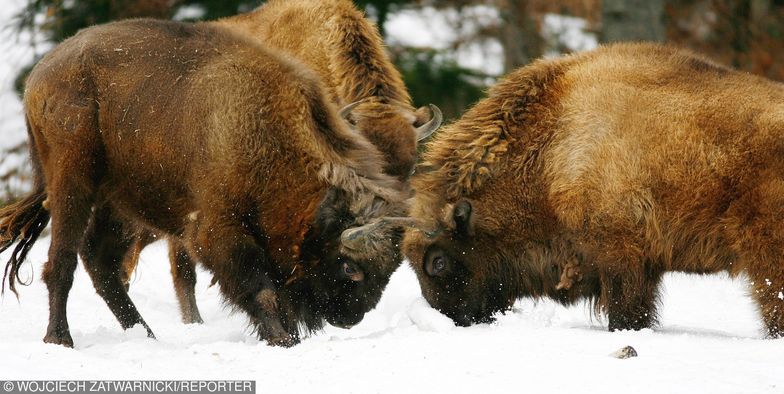 Odstrzał żubrów w Puszczy Knyszyńskiej. Kulisy polowań komercyjnych