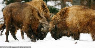 Odstrzał żubrów w Puszczy Knyszyńskiej. Kulisy polowań komercyjnych