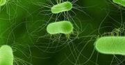 Epidemia bakterii E.coli