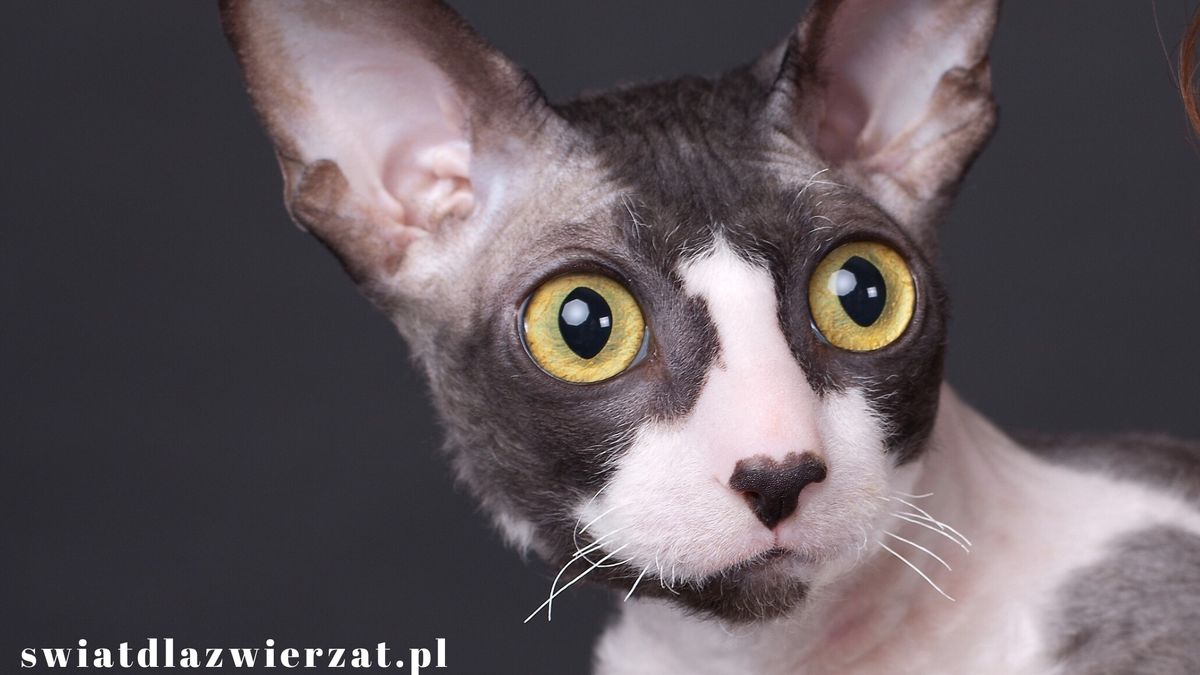 rasa kota cornish rex