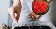 Kiedy siać pelargonie? Nie przegap terminu, jeśli chcesz, by zakwitły latem