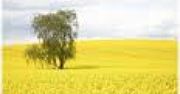 Większe zyski rolnikóww 2010 z upraw rzepaku.