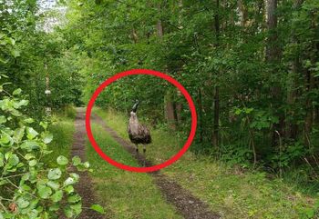 "No patrzcie". Niecodzienny widok w lesie. Skąd się tam wziął?