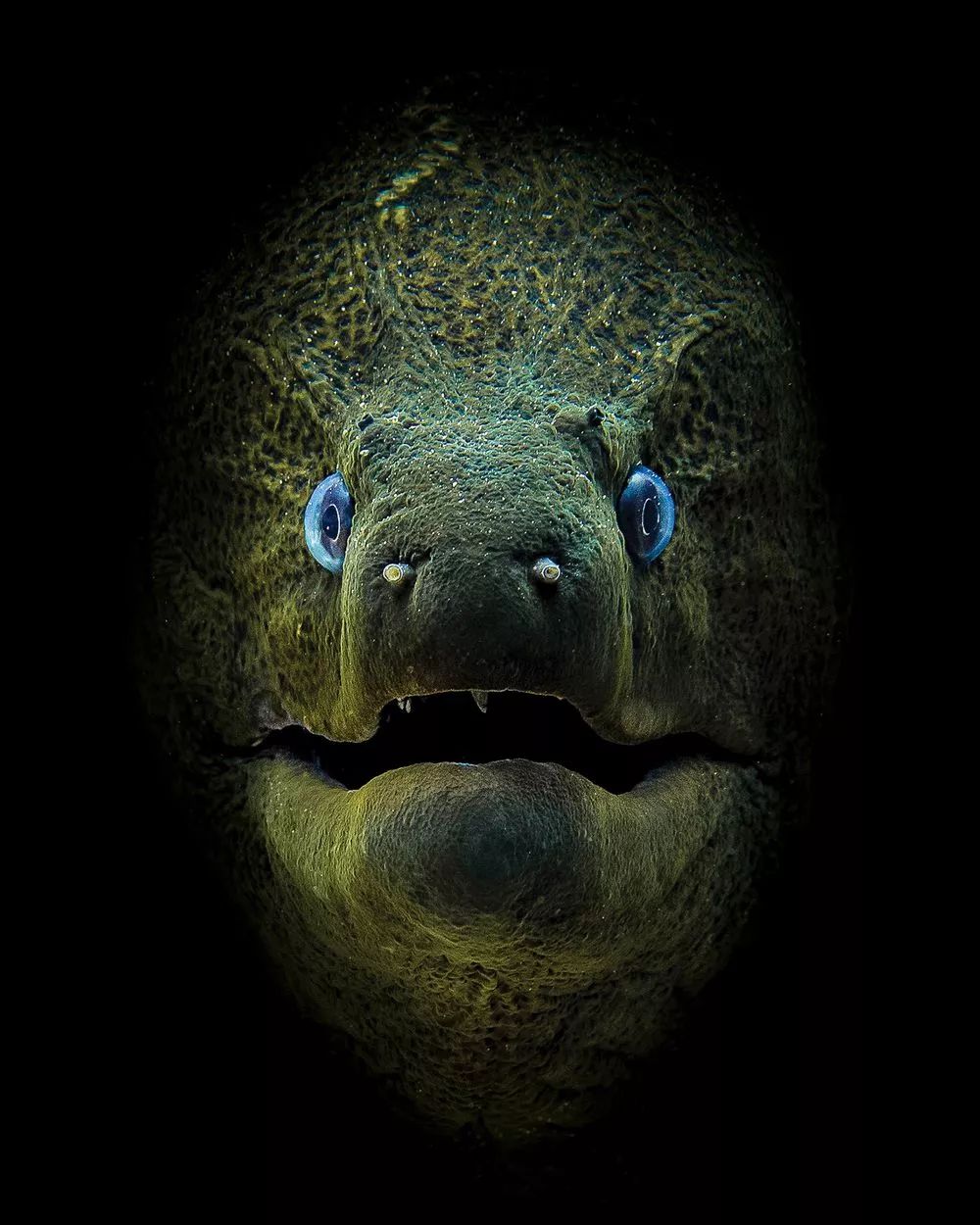 Niesamowity świat głębin - najlepsze zdjęcia podwodne według Scuba Diving Magazine 4