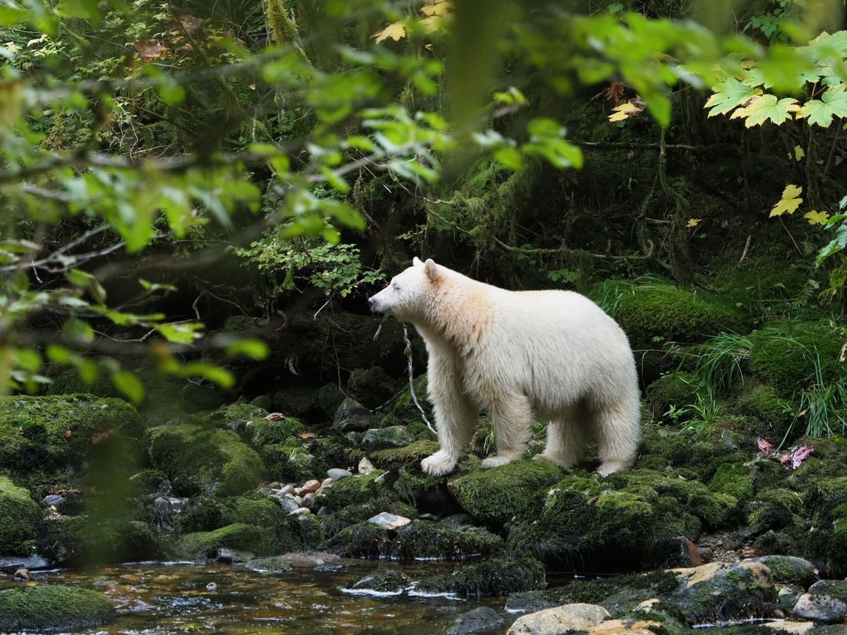 Niedźwiedź-duch na tle lasu 