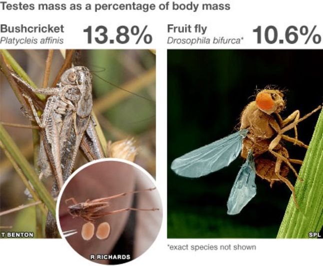 Porównanie wielkości procentowej jąder owadów.