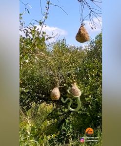 Atak węża. Przerażające wideo z Afryki