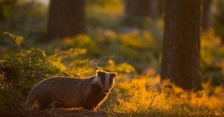 Prezentujmy Wam zwycięskie zdjęcia konkursu British Wildlife Photography Awards 2016