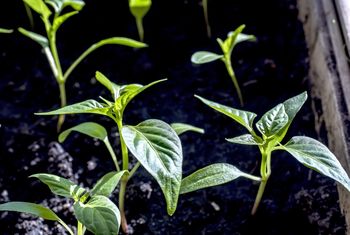 Kiedy siać paprykę? Termin jest kluczowy